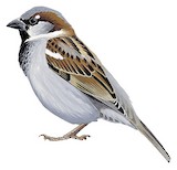 House Sparrow Illustration