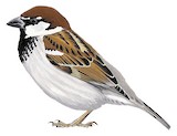 Italian Sparrow Illustration