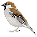 Russet Sparrow Illustration