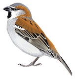 Great Sparrow Illustration