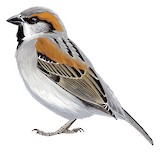 Socotra Sparrow Illustration