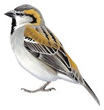 Shelley's Sparrow Illustration