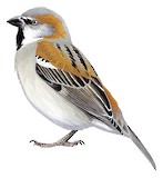 Kenya Sparrow Illustration