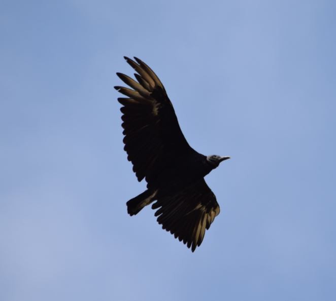 Black Vulture - ML153573291