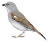 Swainson's Sparrow Illustration