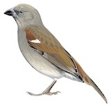 Parrot-billed Sparrow Illustration