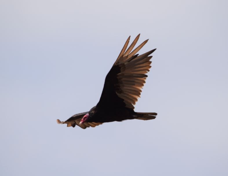 Turkey Vulture - ML153573381