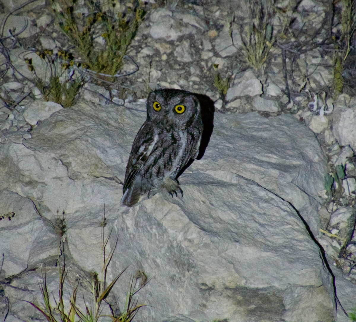 Western Screech-Owl - ML153573611
