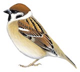 Eurasian Tree Sparrow Illustration