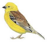 Sudan Golden Sparrow Illustration