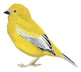 Arabian Golden Sparrow Illustration