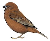 Chestnut Sparrow Illustration