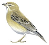 Pale Rockfinch Illustration