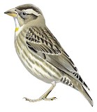 Rock Sparrow Illustration