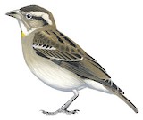 Yellow-throated Bush Sparrow Illustration