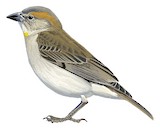 Sahel Bush Sparrow Illustration