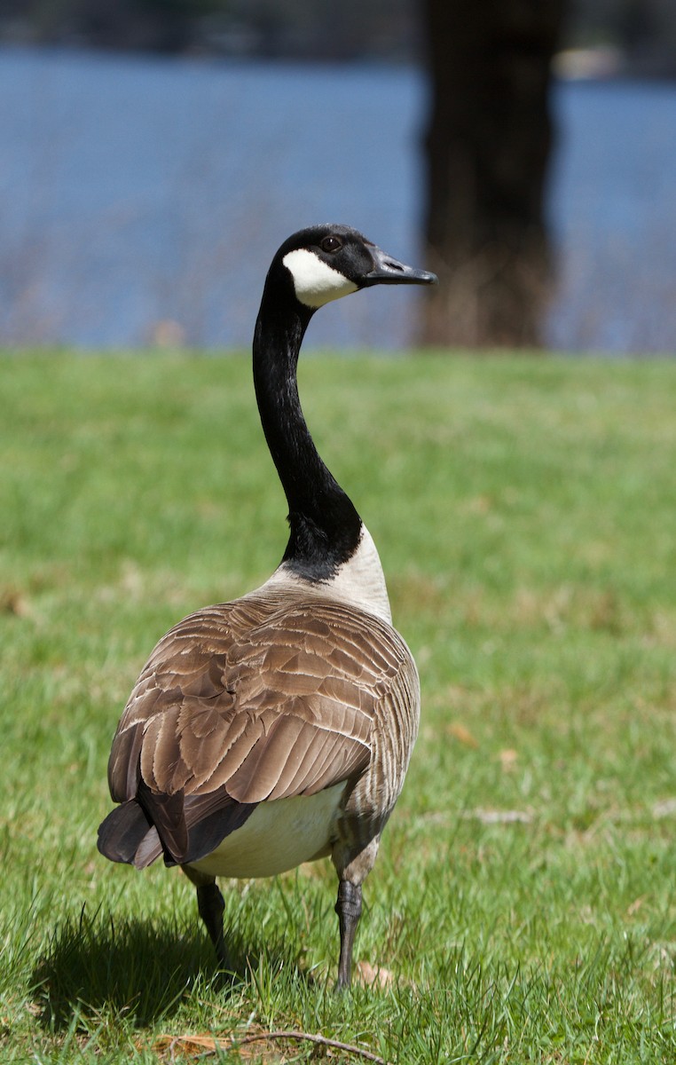 Canada Goose - Will Sweet