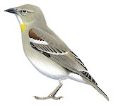 Yellow-throated Sparrow Illustration