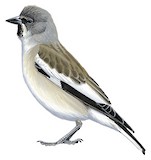 White-winged Snowfinch Illustration