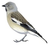 Black-winged Snowfinch Illustration