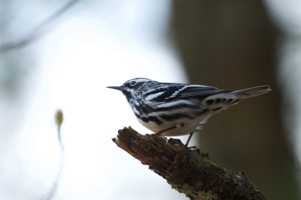 Black-and-white Warbler - Will Sweet