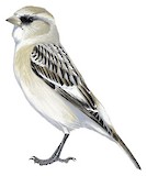 White-rumped Snowfinch Illustration