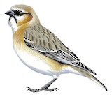 Rufous-necked Snowfinch Illustration