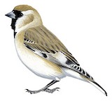 Pere David's Snowfinch Illustration