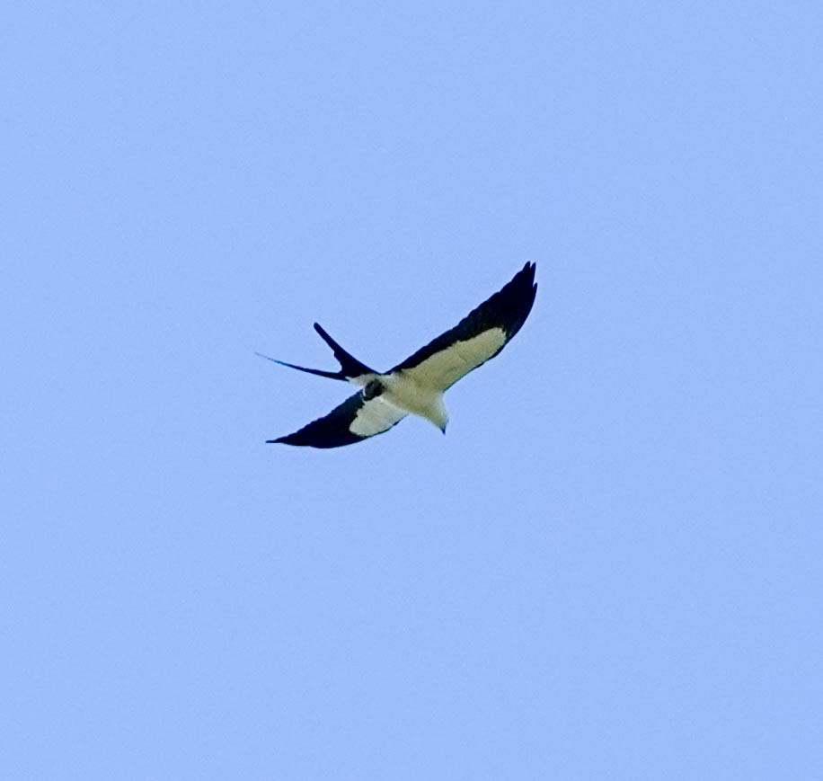 Swallow-tailed Kite - ML153574211