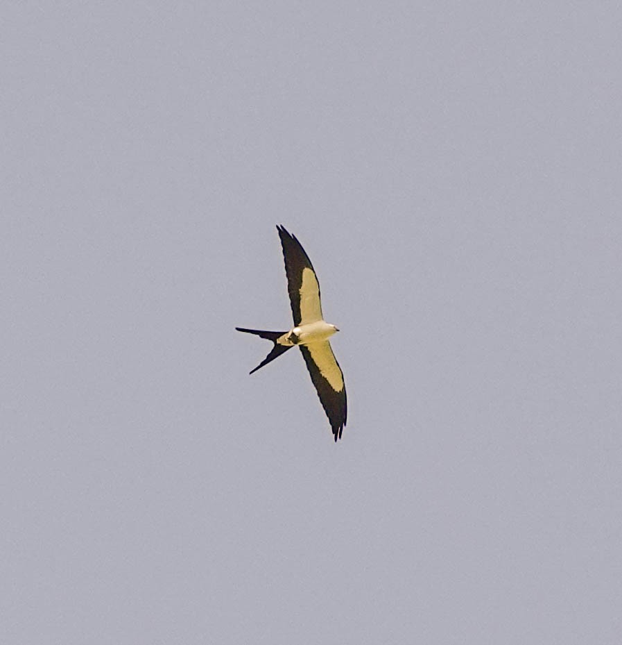 Swallow-tailed Kite - ML153574221