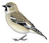 Afghan Snowfinch Illustration