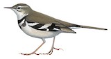 Forest Wagtail Illustration