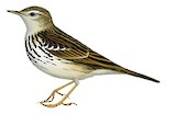 Sokoke Pipit Illustration