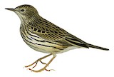 Short-tailed Pipit Illustration