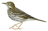 Pechora Pipit Illustration