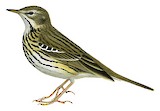 Tree Pipit Illustration