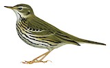 Olive-backed Pipit Illustration