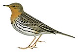 Red-throated Pipit Illustration