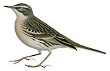 Rosy Pipit Illustration