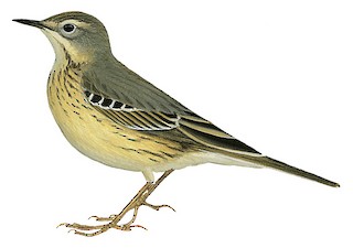 Siberian Pipit