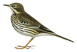 Meadow Pipit Illustration