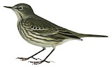 European Rock Pipit Illustration