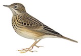 Short-billed Pipit Illustration