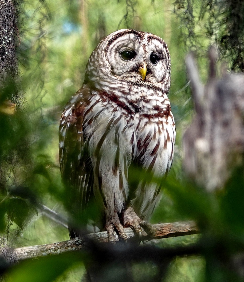 Barred Owl - ML153574881