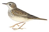 Peruvian Pipit Illustration