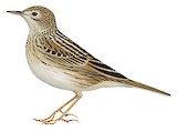 Hellmayr's Pipit Illustration