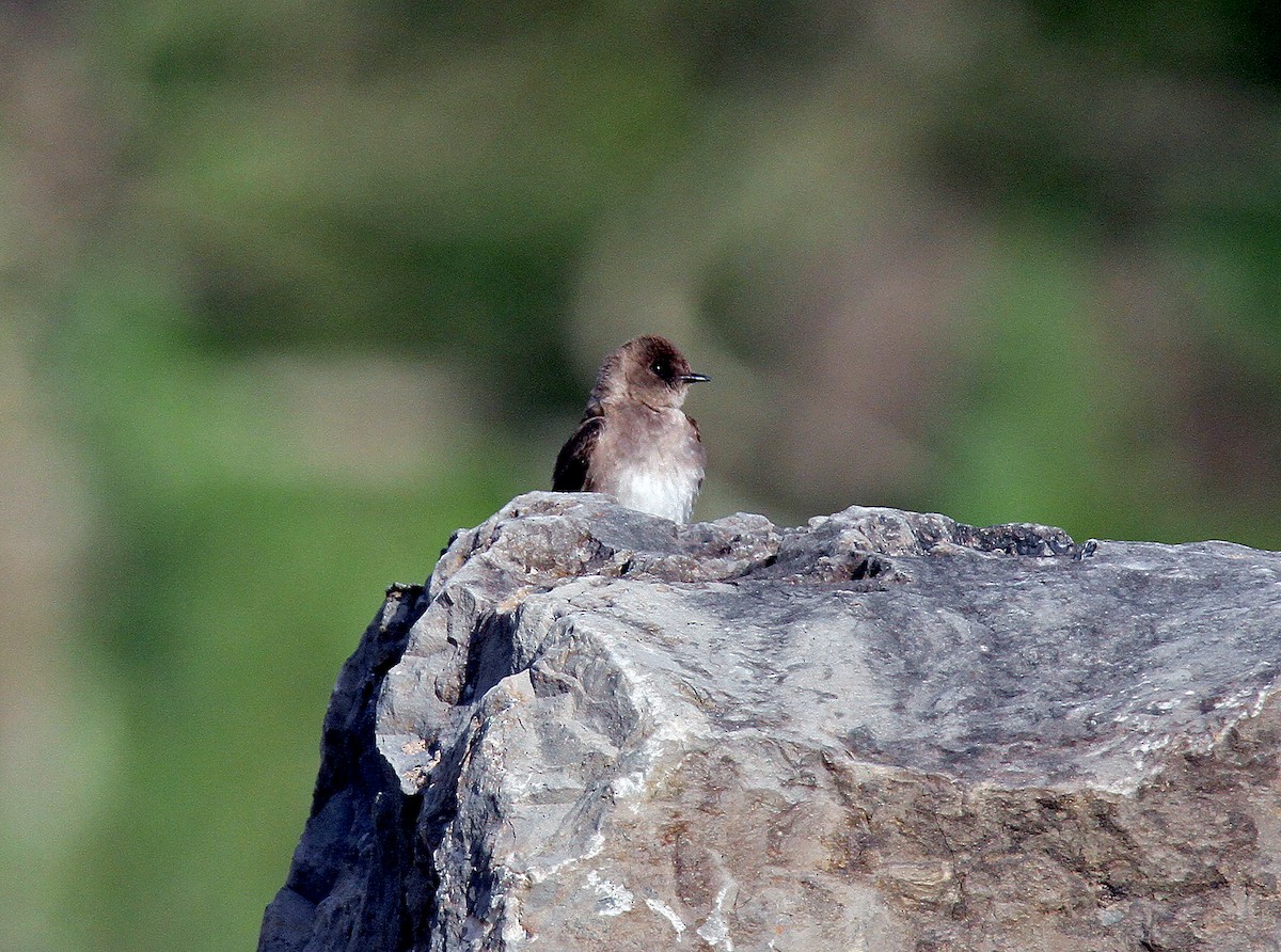 Northern Rough-winged Swallow - ML153575011