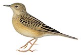 Paramo Pipit Illustration