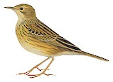 Ochre-breasted Pipit Illustration