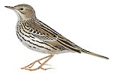 Correndera Pipit Illustration